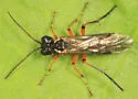 Tenthredo rufopecta - Tenthredo rufopecta