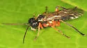 Tenthredo rufopecta - photo 2