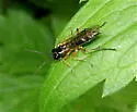 Tenthredo rufopecta - photo 3