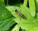 Tenthredo rufopecta - photo 5