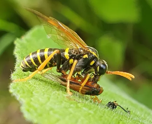 Figwort sawfly