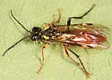 Tenthredo semirufa