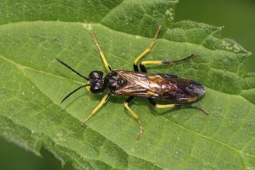 Small Yellow-girdled Tenthredo