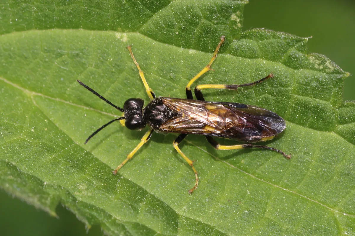 Small Yellow-girdled Tenthredo - photo 3