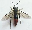 Tenthredo varipicta