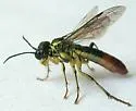 Tenthredo varipicta - photo 2