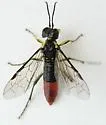 Tenthredo varipicta - photo 3