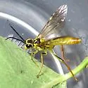 Tenthredo verticalis - photo 2