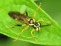 Tenthredo verticalis - photo 3