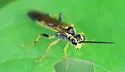 Tenthredo verticalis - photo 4