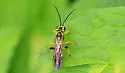 Tenthredo verticalis - photo 5