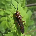 Tenthredo xantha - Tenthredo xantha