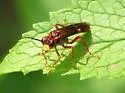 Tenthredo xantha - photo 2