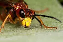 Tenthredo xantha - photo 4
