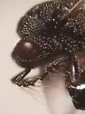 Tenuipetiolus ruber - photo 3