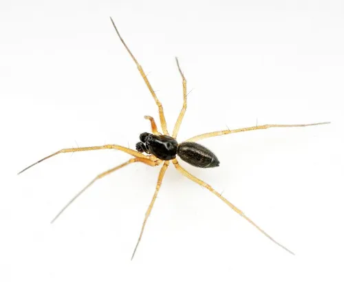 Tenuiphantes flavipes