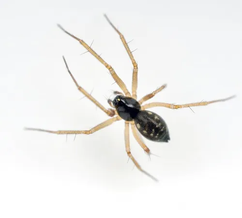 Tenuiphantes flavipes - photo 2