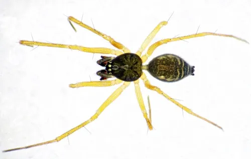Tenuiphantes flavipes - photo 3