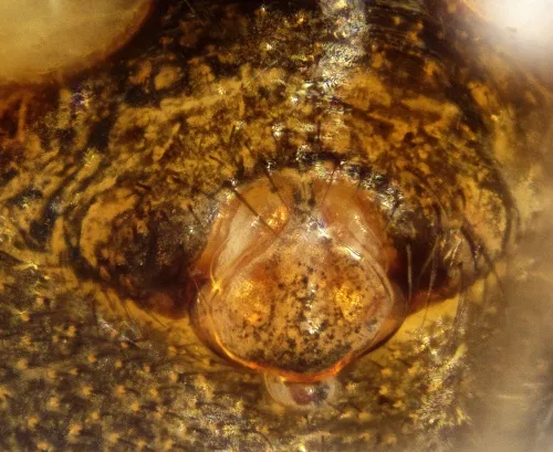 Tenuiphantes flavipes - photo 4