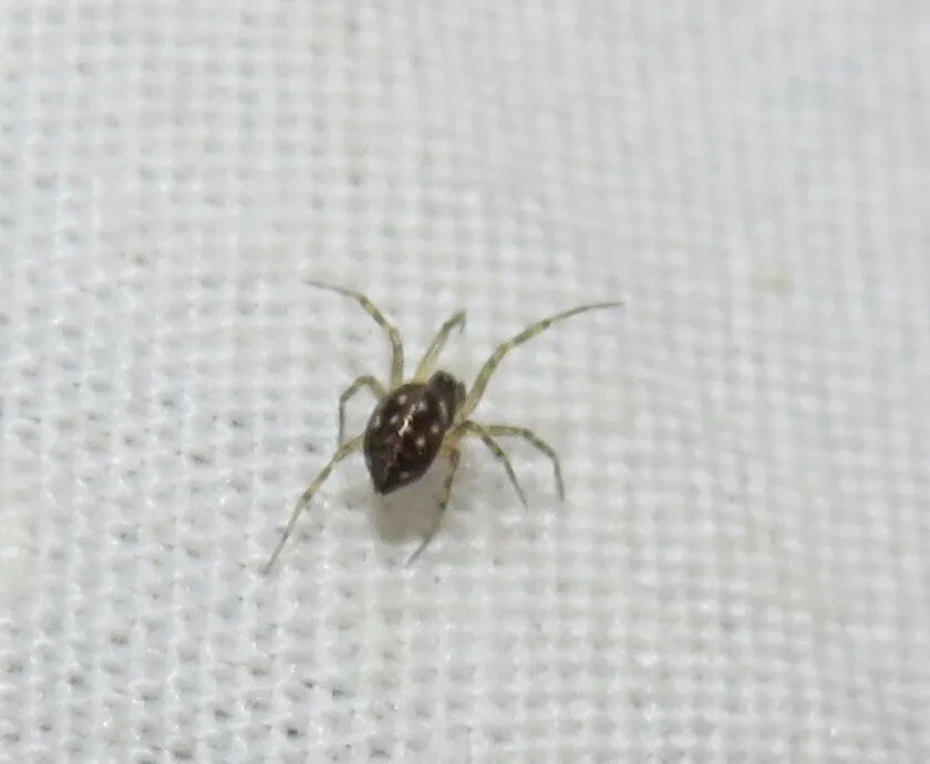 Tenuiphantes sabulosus
