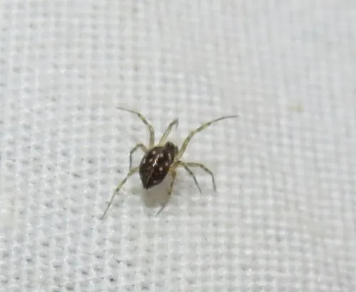 Tenuiphantes sabulosus - photo 2