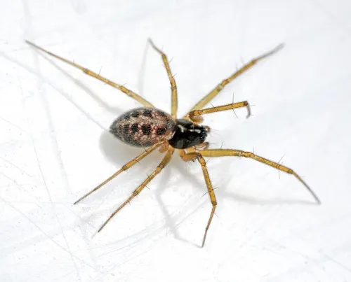 Tenuiphantes tenuis