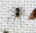 Tenuiphantes zelatus