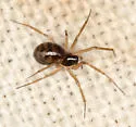Tenuiphantes zelatus - photo 2