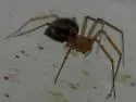 Tenuiphantes zibus