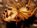 Tenuiphantes zibus - photo 2