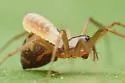 Tenuiphantes zibus - photo 4