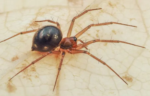 Tenuiphantes zimmermanni