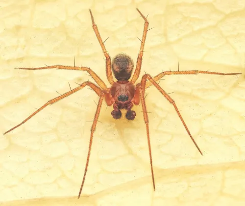 Tenuiphantes zimmermanni - photo 2