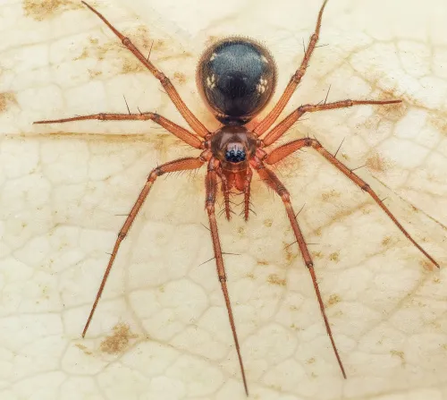 Tenuiphantes zimmermanni - photo 3