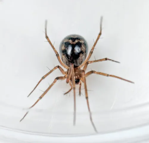 Tenuiphantes zimmermanni - photo 6