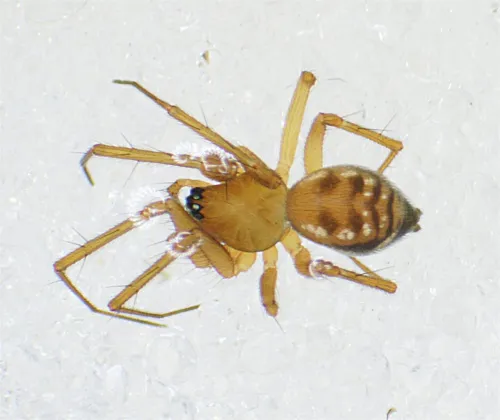 Tenuiphantes zimmermanni - photo 7