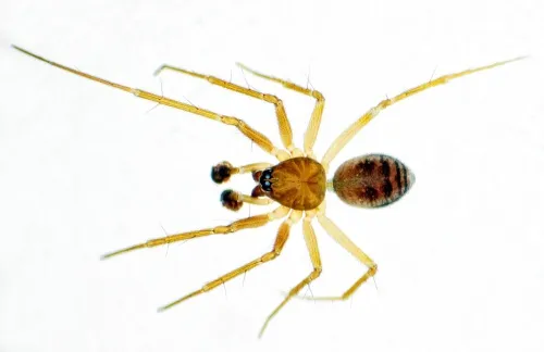 Tenuiphantes zimmermanni - photo 8