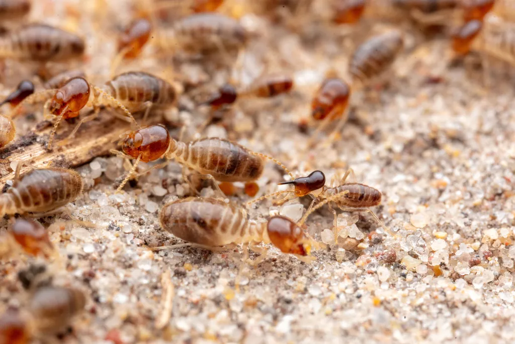 Tenuirostritermes cinereus