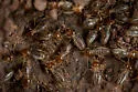Tenuirostritermes tenuirostris