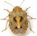Tepa brevis