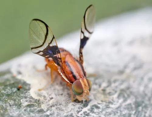 Fruit Flies - photo 2