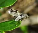 Tephritis angustipennis