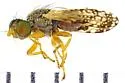 Tephritis arizonaensis