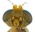 Tephritis arizonaensis - photo 2