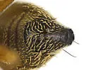 Tephritis arizonaensis - photo 3
