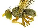 Tephritis arizonaensis - photo 4