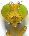 Tephritis arizonaensis - photo 5