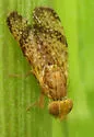 Tephritis baccharis