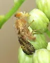 Tephritis baccharis - photo 2