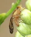 Tephritis baccharis - photo 3